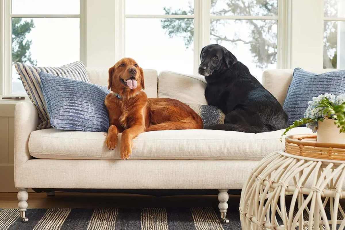 Two dogs on a couch with performance fabrics near Natick, Massachusetts (MA)